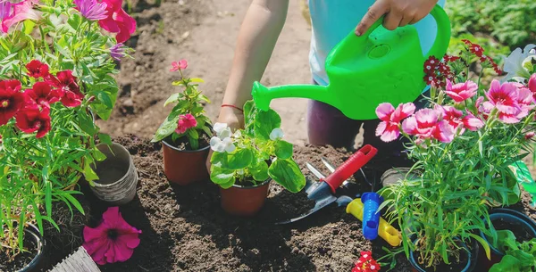 En liten flicka planterar blommor. Den unga trädgårdsmästaren. Selektiv inriktning. — Stockfoto