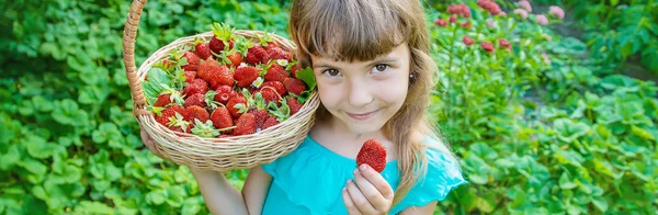 Het kind verzamelt aardbeien in de tuin. Selectieve focus. — Stockfoto