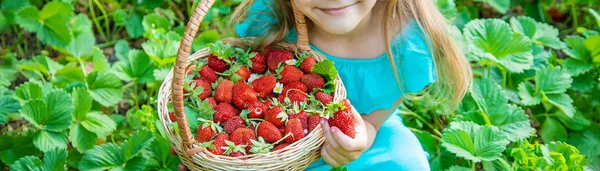这孩子在花园里收集草莓。选择性聚焦. — 图库照片