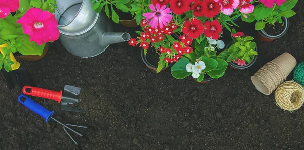 A little girl is planting flowers. The young gardener. Selective focus. — Stock Photo, Image