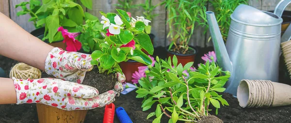 En liten flicka planterar blommor. Den unga trädgårdsmästaren. Selektiv inriktning. — Stockfoto