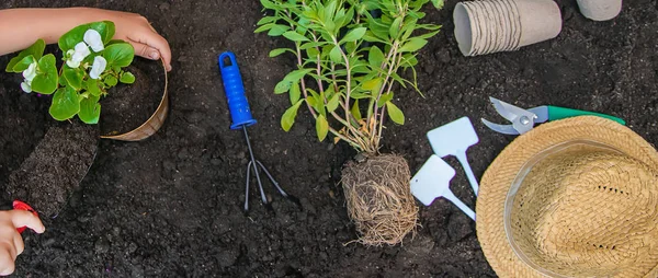 Una niña está plantando flores. El joven jardinero. Enfoque selectivo. — Foto de Stock