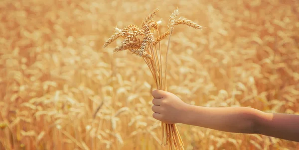 Uma criança num campo de trigo. Foco seletivo. — Fotografia de Stock