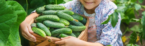 Hemmagjord gurka odling och skörd i händerna på ett barn. selektivt fokus. — Stockfoto