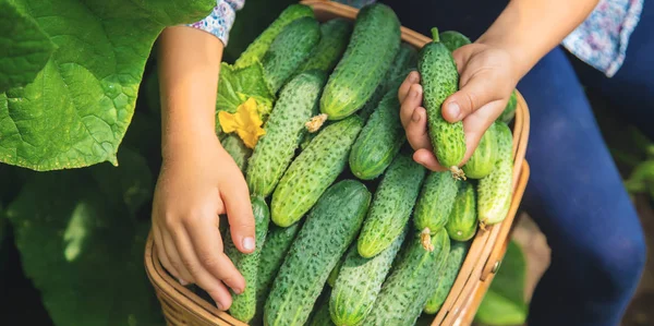 Culture et récolte de concombre maison entre les mains d'un enfant. focus sélectif . — Photo