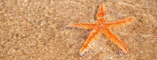 Seestern am Strand im Sand. Selektiver Fokus. — Stockfoto