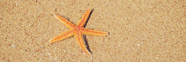 Морская звезда на пляже на песке. Селективный фокус . — стоковое фото