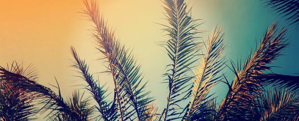 Date palm trees against the sky. Selective focus. — Stock Photo, Image