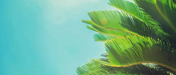 Palm Leaves Sky Background Selective Focus Nature — Stock Photo, Image