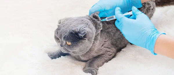 Impfungen Von Katzen Veterinärmedizin Selektiver Schwerpunkt Tiere — Stockfoto