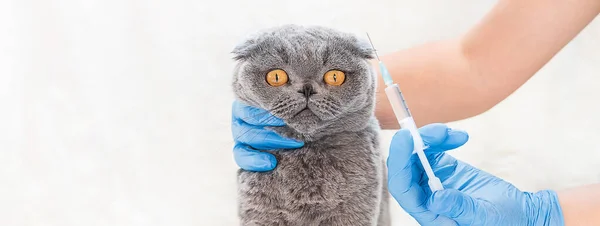 Vaccination Des Chats Médecine Vétérinaire Concentration Sélective Animaux — Photo