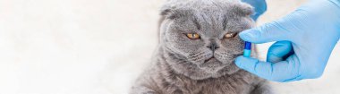 kedi hap tedavisi. Veteriner ilaçları. seçici odak. hayvan