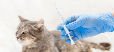 Kedilerin aşı. Veteriner ilaçları seçici odak. Hayvanlar