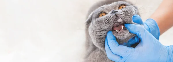 Doctor Mira Boca Del Gato Medicina Veterinaria Enfoque Selectivo Animales —  Fotos de Stock