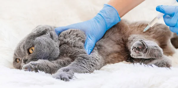 Vaccination Des Chats Médecine Vétérinaire Concentration Sélective Animaux — Photo