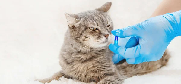 Traitement Des Pilules Pour Chats Médecine Vétérinaire Focalisation Sélective Animal — Photo