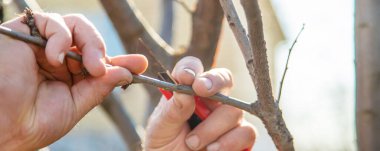 grafting trees in spring. Gardening and vegetable garden. Selective focus. nature. clipart