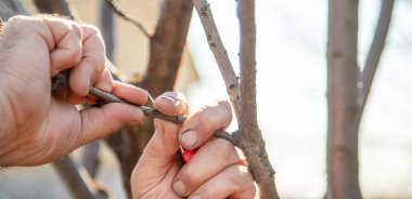 ağaçlar ilkbaharda aşılama. Bahçe ve Sebze Bahçe. Seçici odak. doğa.