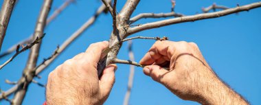 ağaçlar ilkbaharda aşılama. Bahçe ve Sebze Bahçe. Seçici odak. doğa.