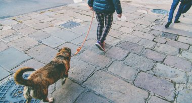 Şehirde köpek gezdiriyorum. Seçici odaklanma. Doğa.