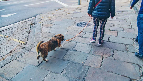 犬が街を歩く 選択的フォーカス — ストック写真