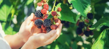 Çocuk elinde böğürtlen tutar. Seçici odak. Doğa.