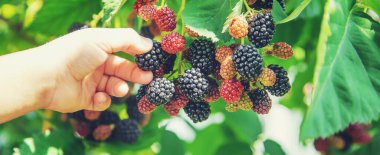 Çocuk elinde böğürtlen tutar. Seçici odak. Doğa.