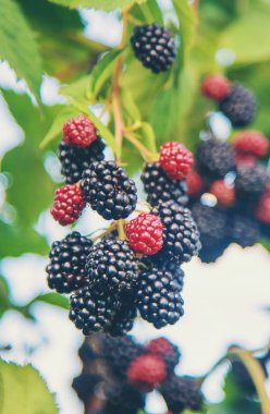 Bahçedeki çalılarda böğürtlen meyveleri. Seçici odak. Doğa.