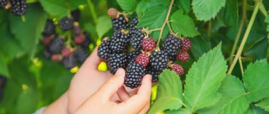 Çocuk elinde böğürtlen tutar. Seçici odak. Doğa.