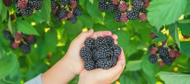 Çocuk elinde böğürtlen tutar. Seçici odak. Doğa.