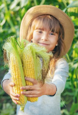 Bir çocuğun elinde tarlada mısır. Seçici odaklama.