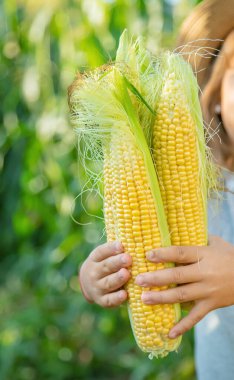 Bir çocuğun elinde tarlada mısır. Seçici odaklama.