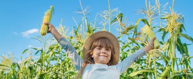 Bir çocuğun elinde tarlada mısır. Seçici odaklama.
