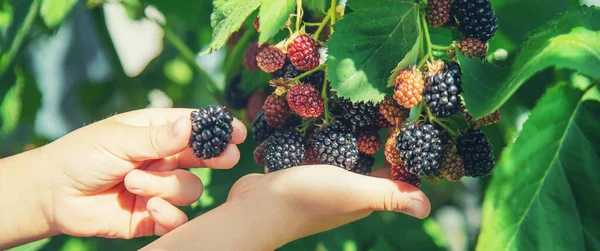 Niño Tiene Las Moras Las Manos Enfoque Selectivo Naturaleza —  Fotos de Stock