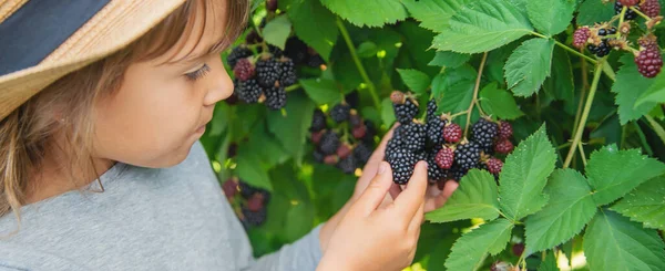 Child Holds Blackberries Hands Selective Focus — Stock Photo, Image