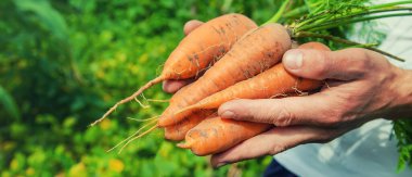 Bahçede bir sürü havuç olan bir adam. Seçici odak. Doğa.