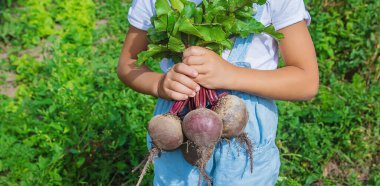 Bahçede bir sürü pancarı olan bir çocuk. Seçici odaklama.