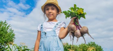 Bahçede bir sürü pancarı olan bir çocuk. Seçici odaklama.