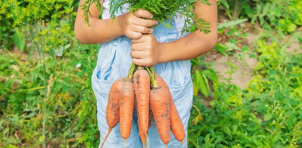 A child with a bunch of carrots in the garden. Selective focus.