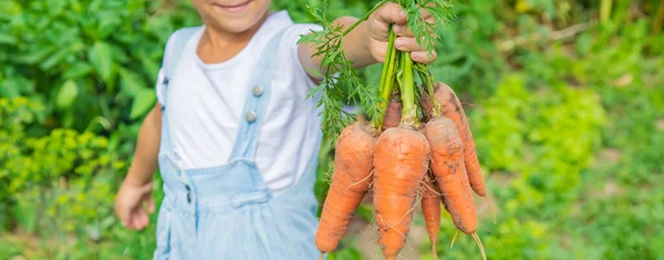 A child with a bunch of carrots in the garden. Selective focus.