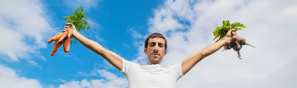 Homem Com Monte Cenouras Beterrabas Jardim Foco Seletivo — Fotografia de Stock