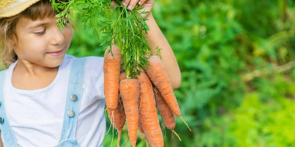Child Bunch Carrots Garden Selective Focus Royalty Free Stock Images