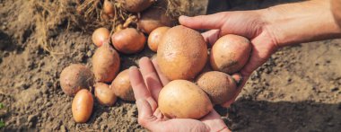 Bahçede patates kazın. Seçici odak. Doğa