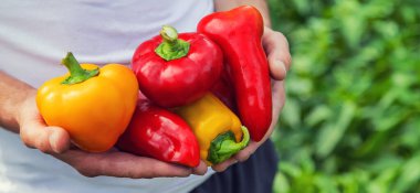 Elinde tatlı biberle erkek çiftçi. Seçici odaklanma. Doğa.