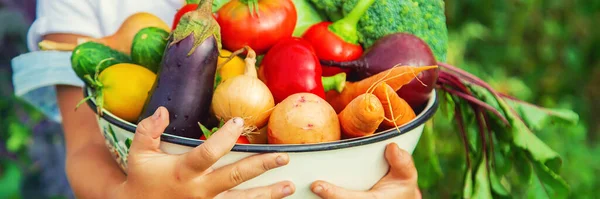 Barn Trädgården Med Grönsaker Händerna Selektivt Fokus Natur — Stockfoto