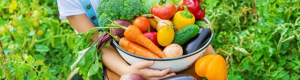 Kind Tuin Met Groenten Zijn Handen Selectieve Focus — Stockfoto