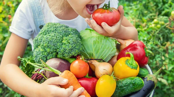 Niño Jardín Con Verduras Las Manos Enfoque Selectivo — Foto de Stock