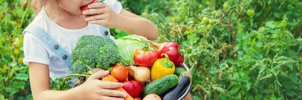 Niño Jardín Con Verduras Las Manos Enfoque Selectivo — Foto de Stock