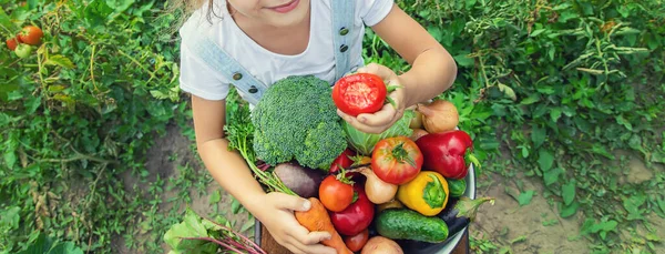 Gyerek Kertben Zöldségekkel Kezében Szelektív Fókusz — Stock Fotó