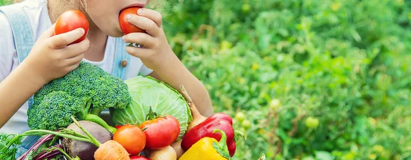 Kind Tuin Met Groenten Zijn Handen Selectieve Focus — Stockfoto